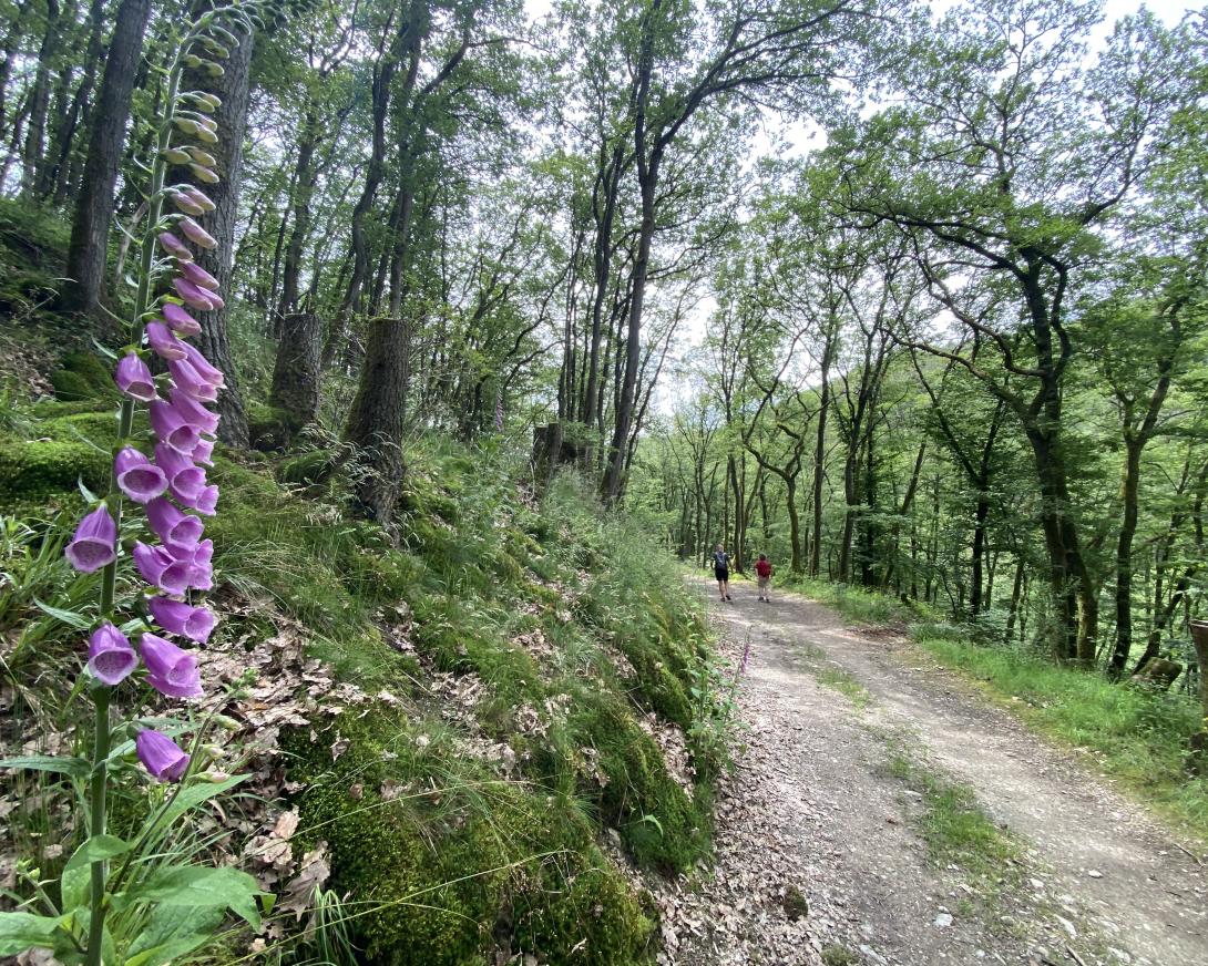 Artikel auf Wanderfreak.de